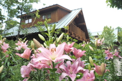 百合