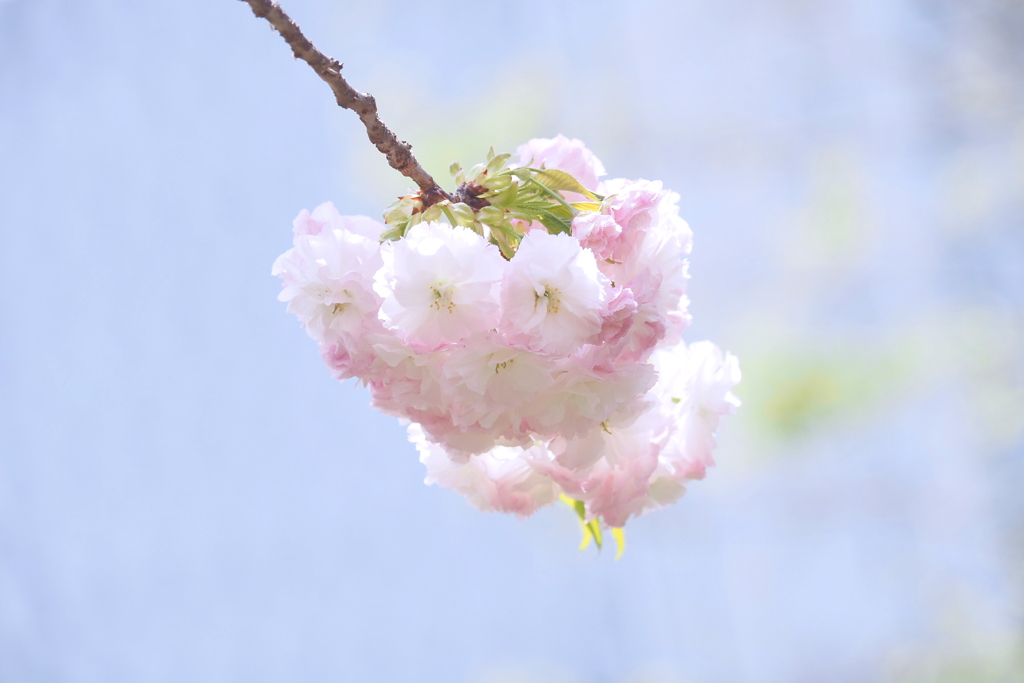 桜の通り抜け