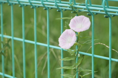 フェンスに