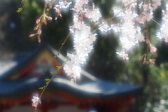 枝垂れ桜 ３