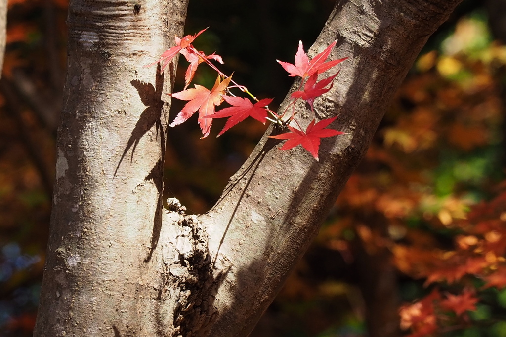 紅葉 ４