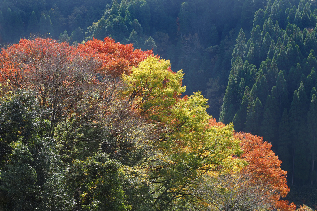 岡城跡