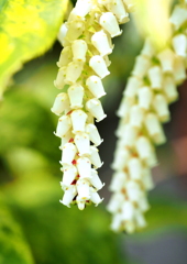 近所の花