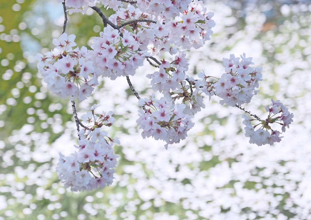 桜 ７