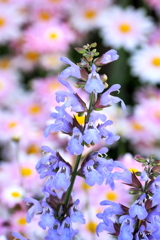 青い花