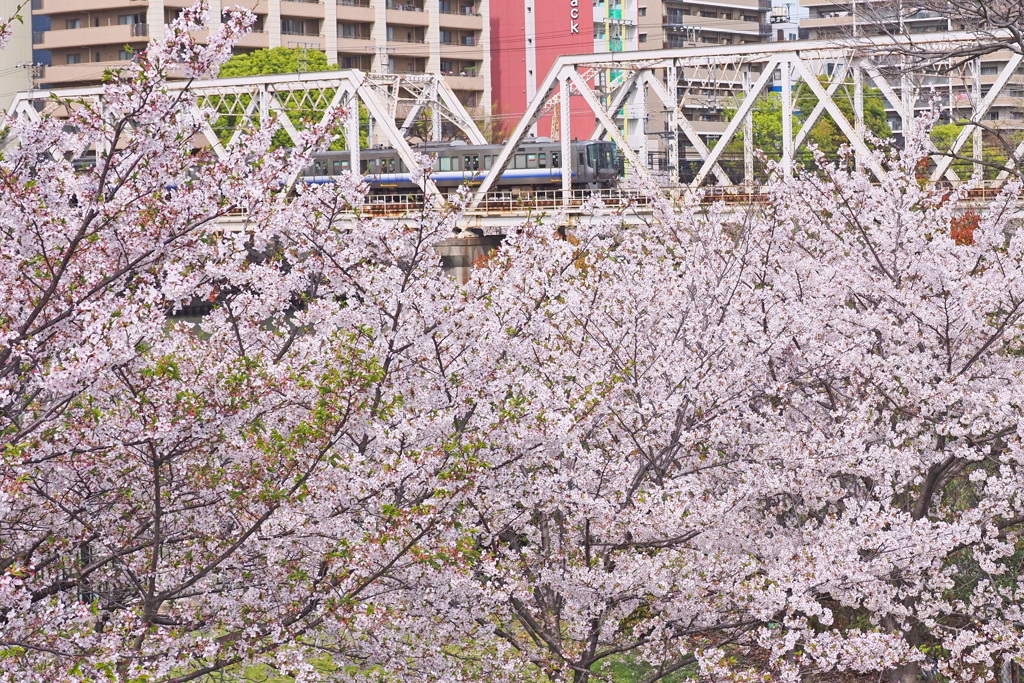 桜と環状線