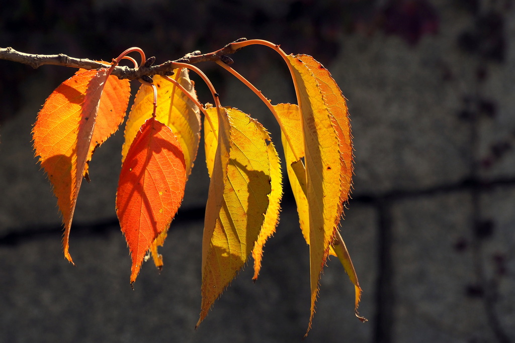 桜紅葉 １