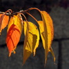 桜紅葉 １