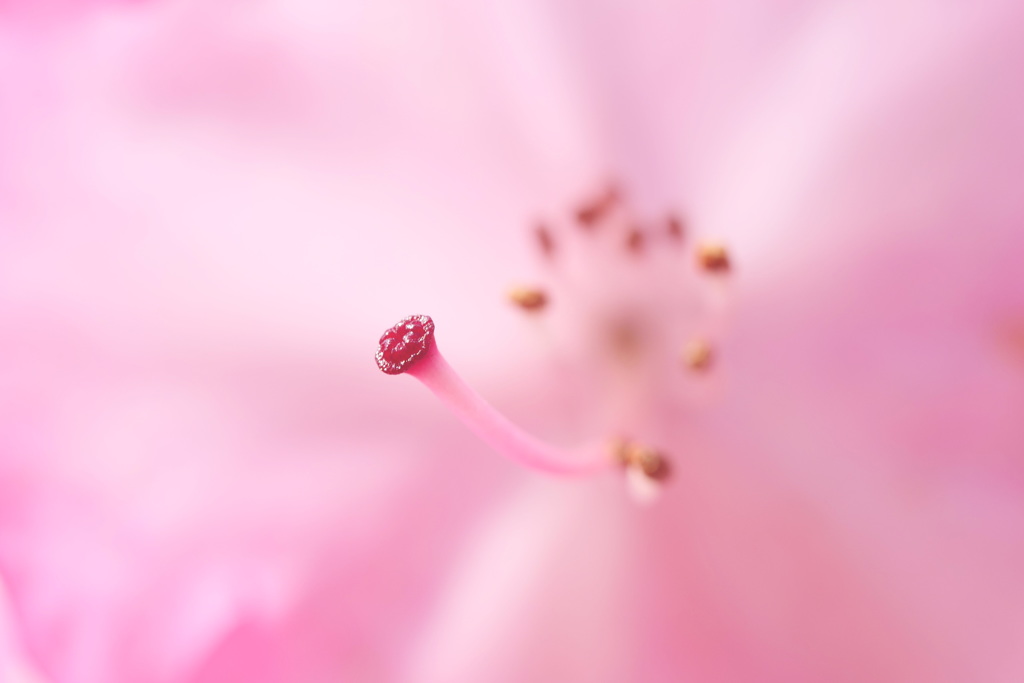 蕊
