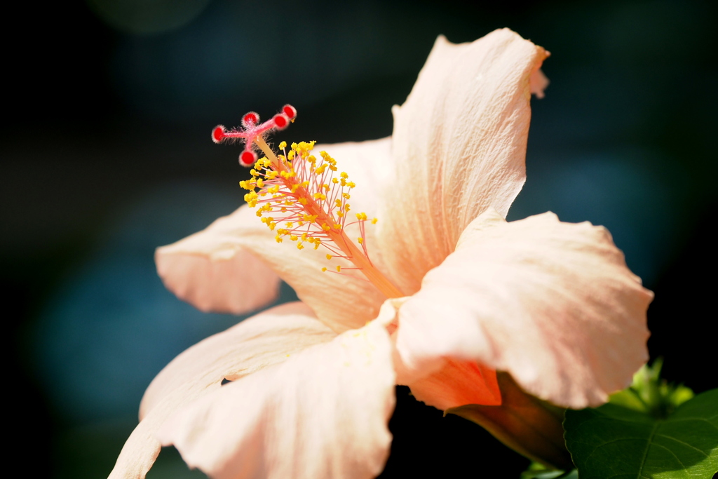 咲くやこの花館の花 １５