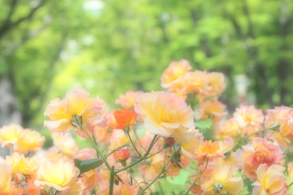 公園で