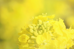 菜の花