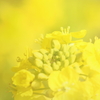 菜の花
