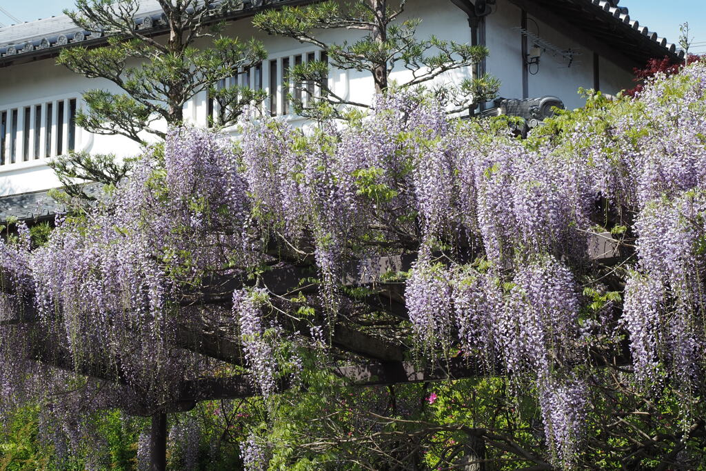 子安地蔵寺 ２