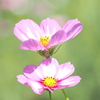 コスモス