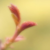 薔薇