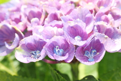 紫陽花 ２６