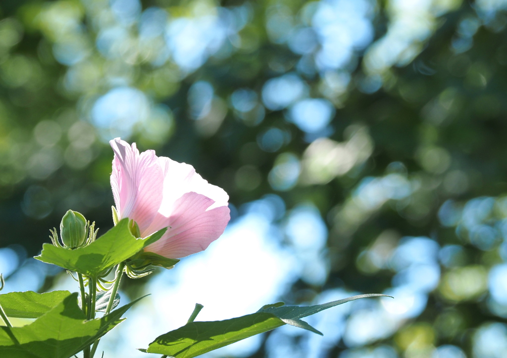 芙蓉