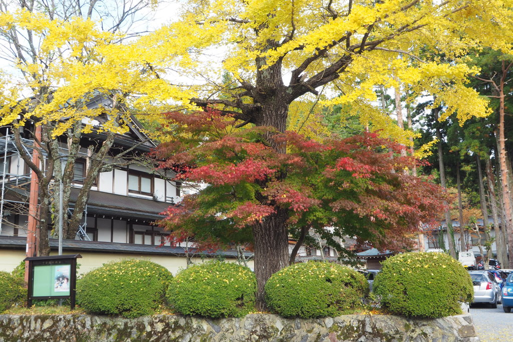 高野山の紅葉