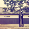一本松