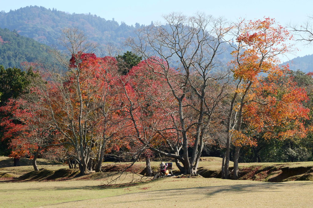 晩秋の飛火野