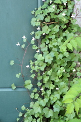 草