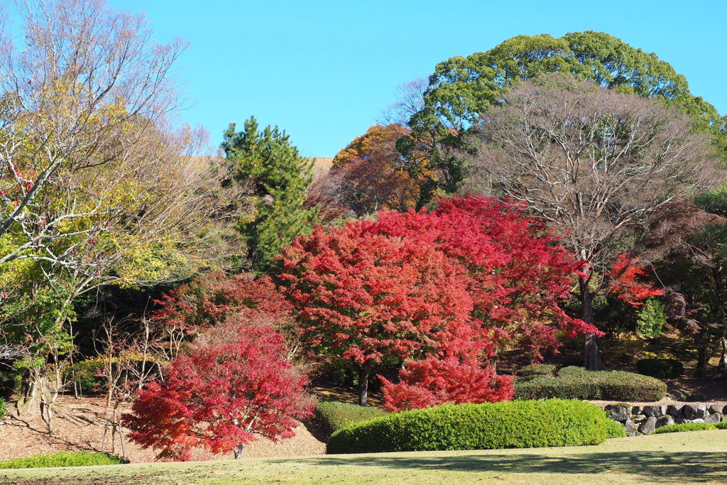 新公会堂庭園