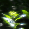 紫陽花 ７