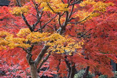 高野山の紅葉 ４