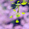 銀杏の芽吹き ３