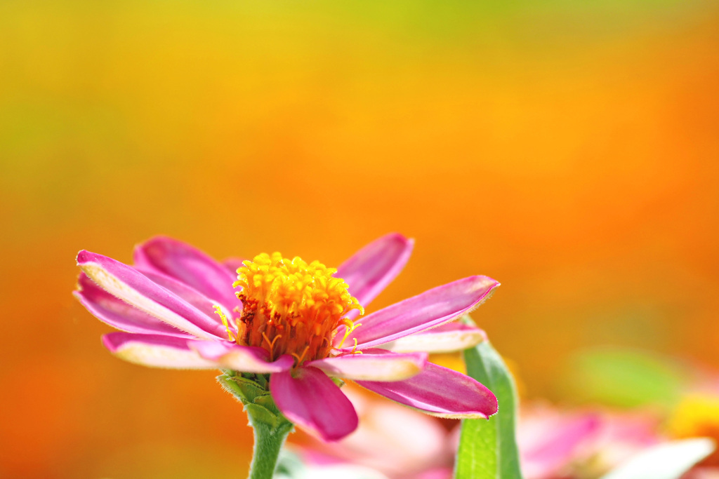 久し振りに花撮り