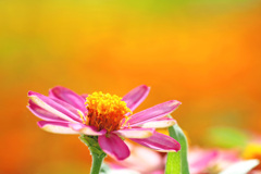 久し振りに花撮り
