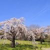 花見の季節