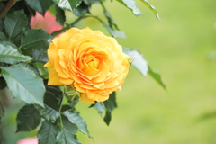 薔薇