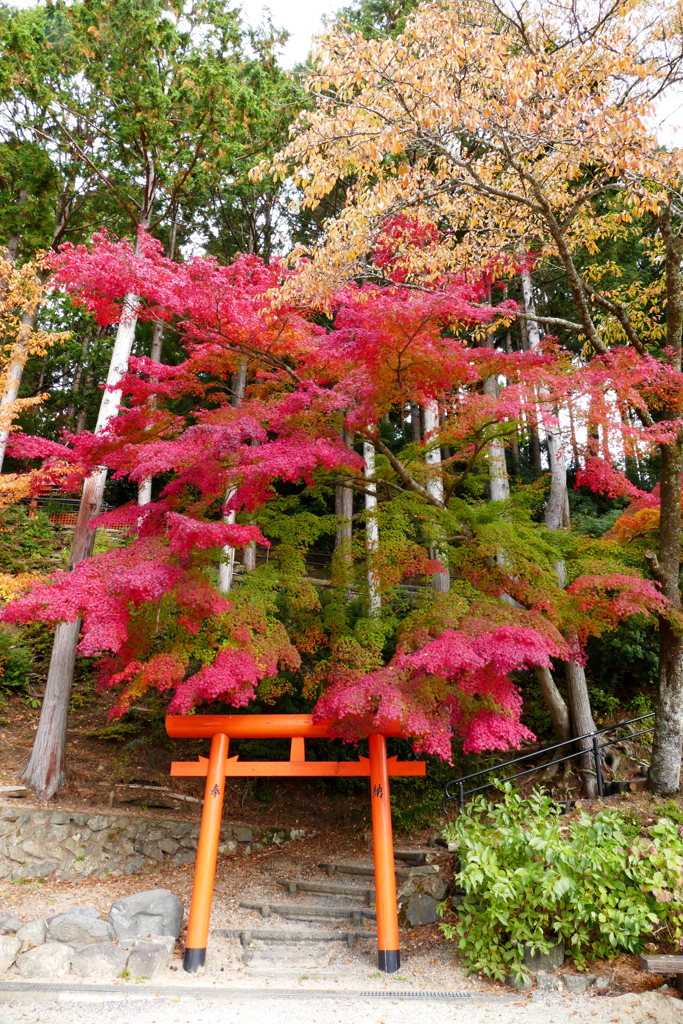 祓川弁財天紅葉（高野山）