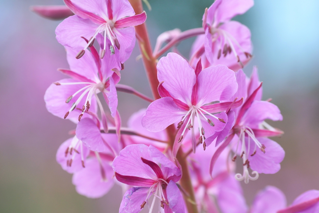 高原の花