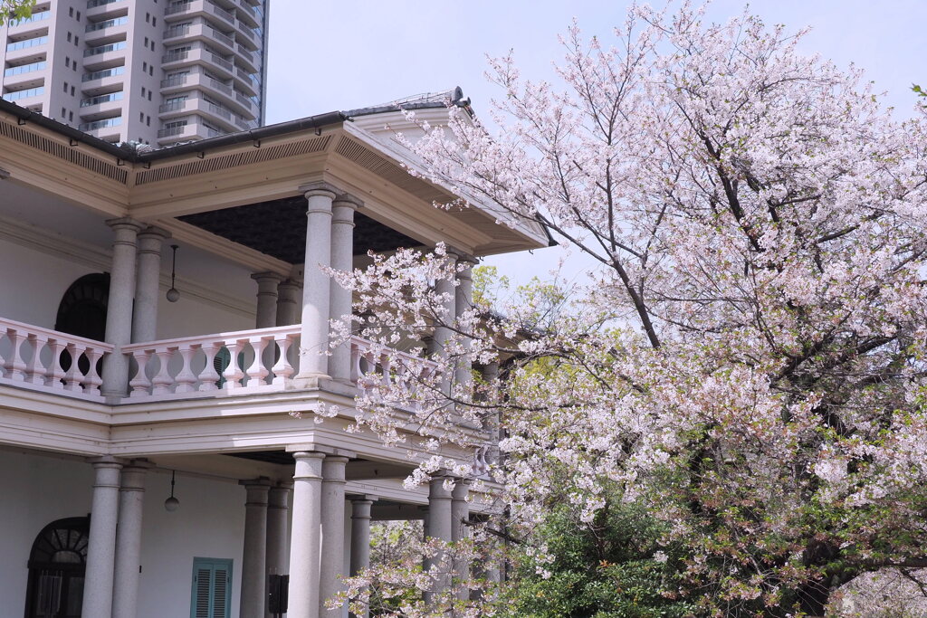 泉布観と桜