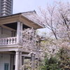泉布観と桜