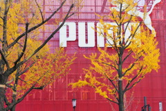puma