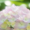紫陽花 ８