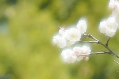 長居植物園梅園 ４