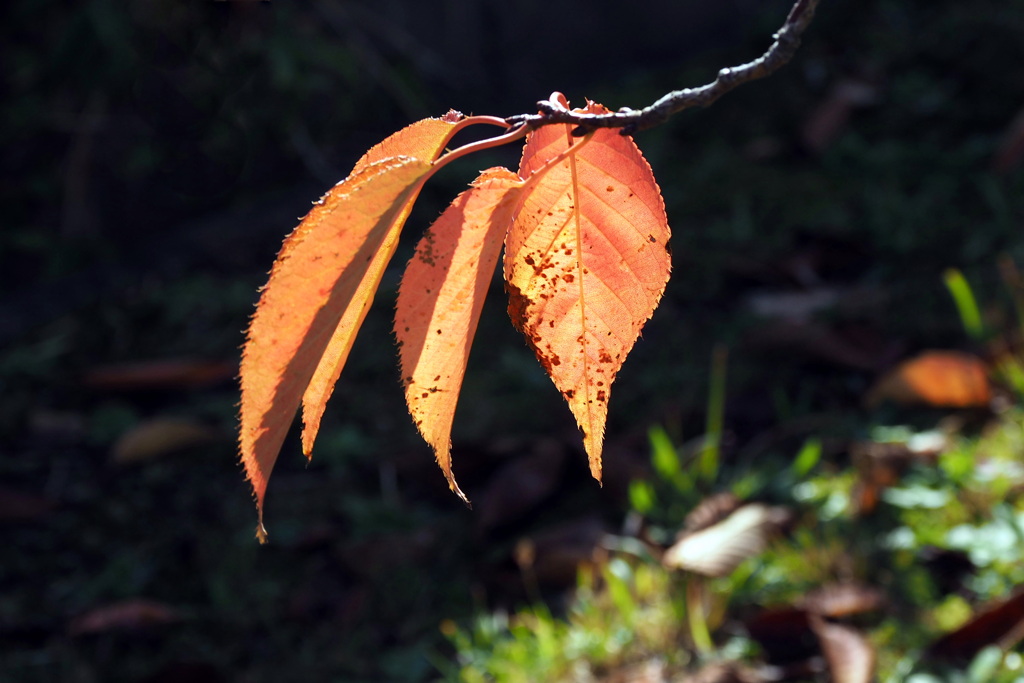 桜紅葉 ２