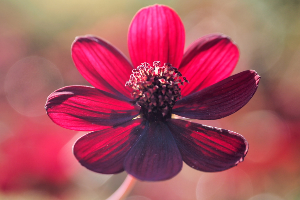 チョコレートコスモス