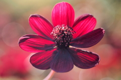 チョコレートコスモス