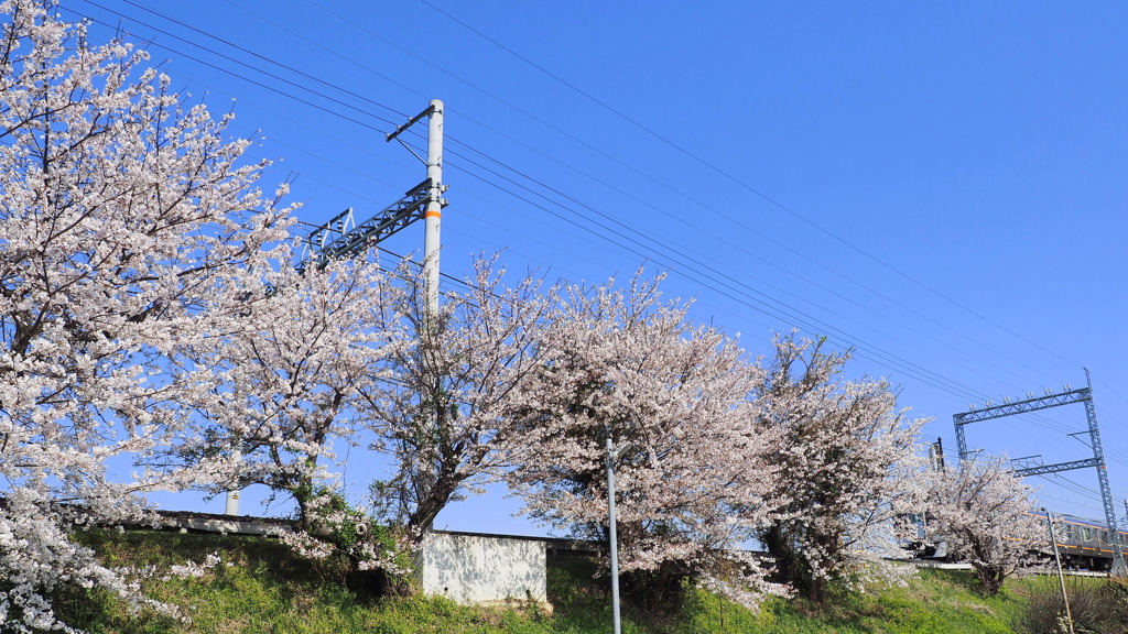 桜と電車 ２