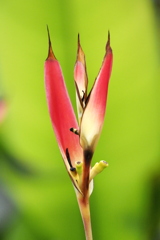 ヘリコリア・プシタコルム