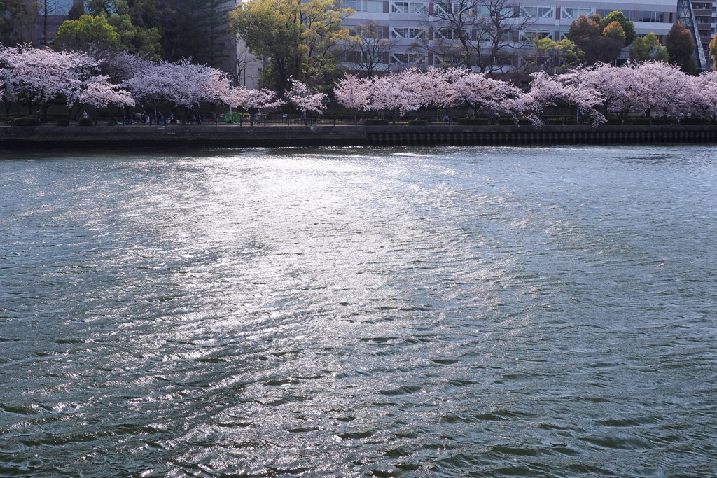 大川と桜