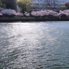 大川と桜