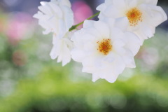 白いバラ（1）