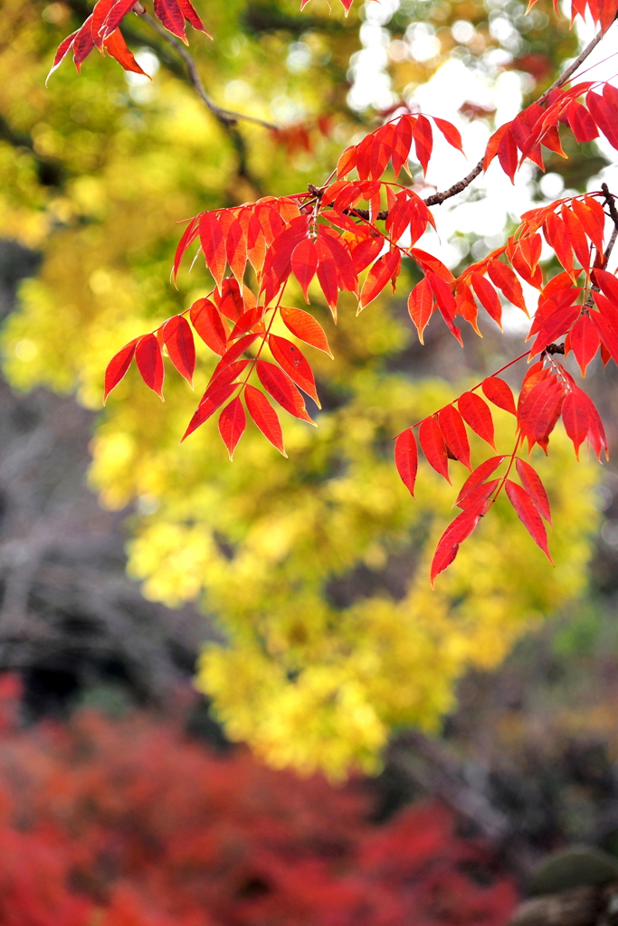 紅葉と黄葉